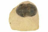 Paralejurus Trilobite - Lghaft, Morocco #186749-1